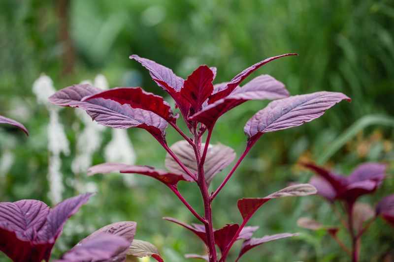 Oxystorm® (Red Spinach)